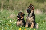 BERGER ALLEMAND 1366